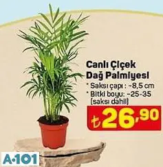 CANLI ÇİÇEK DAĞ PALMİYESİ CANLI ÇİÇEK DAĞ PALMİYESİ